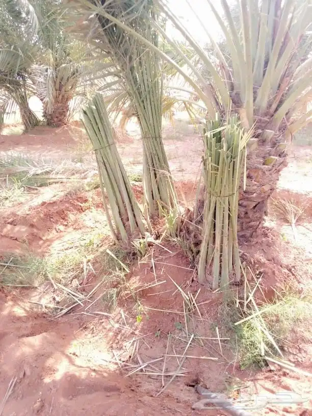 نحن نقوم بتوريد وتركيب جميع انواع النخيل العربي وشنطني وقلع 7