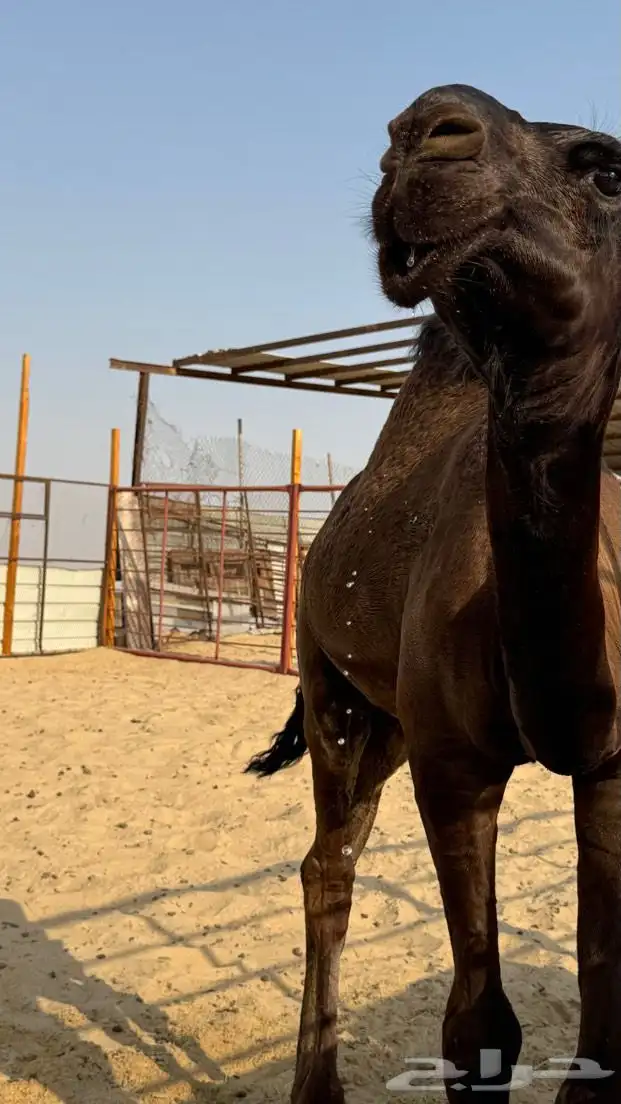 قعود طيب مشروع فحل عمره 10 شهور 1