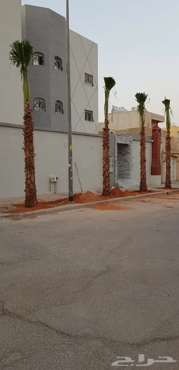 نخل واشنطوني زينه 1