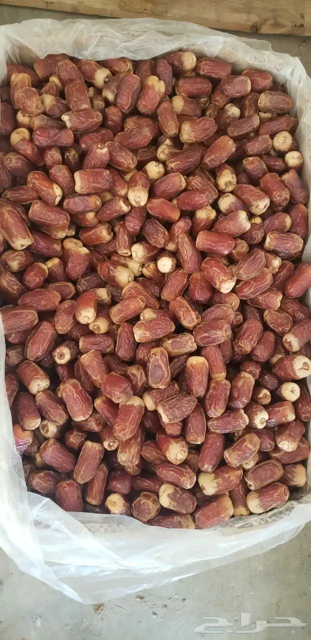 صقعي مبروم 0