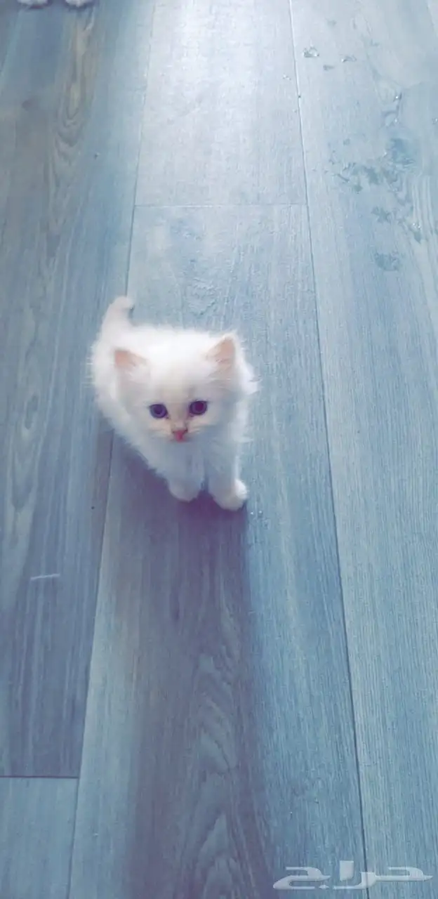 كيتين هيمالايا امريكي بيور 4