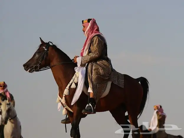 حصان واهو 3