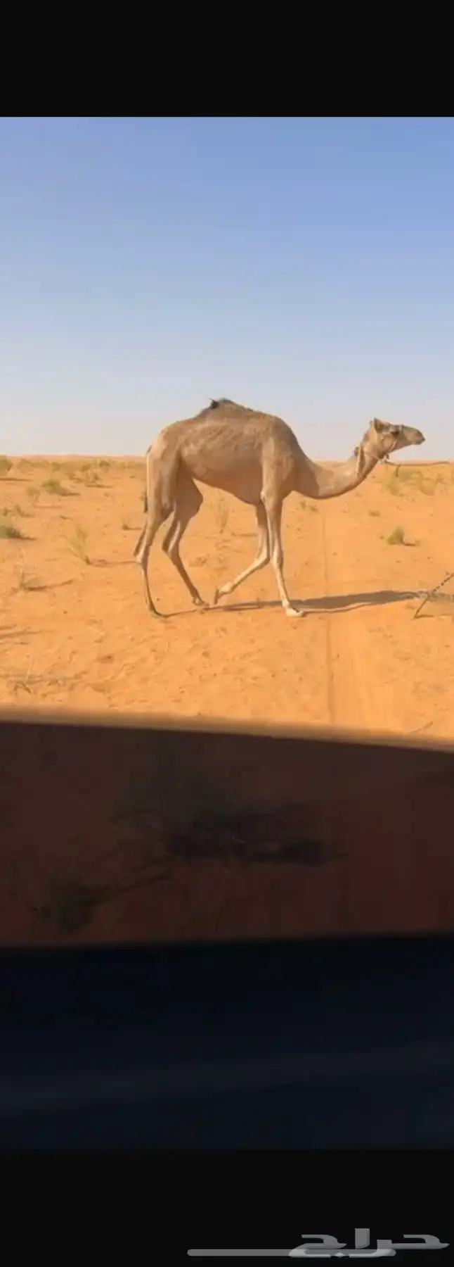 رحول. طوع 0