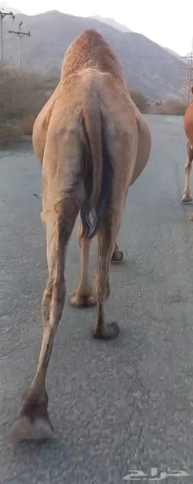 ناقة صفراء للبيع 1