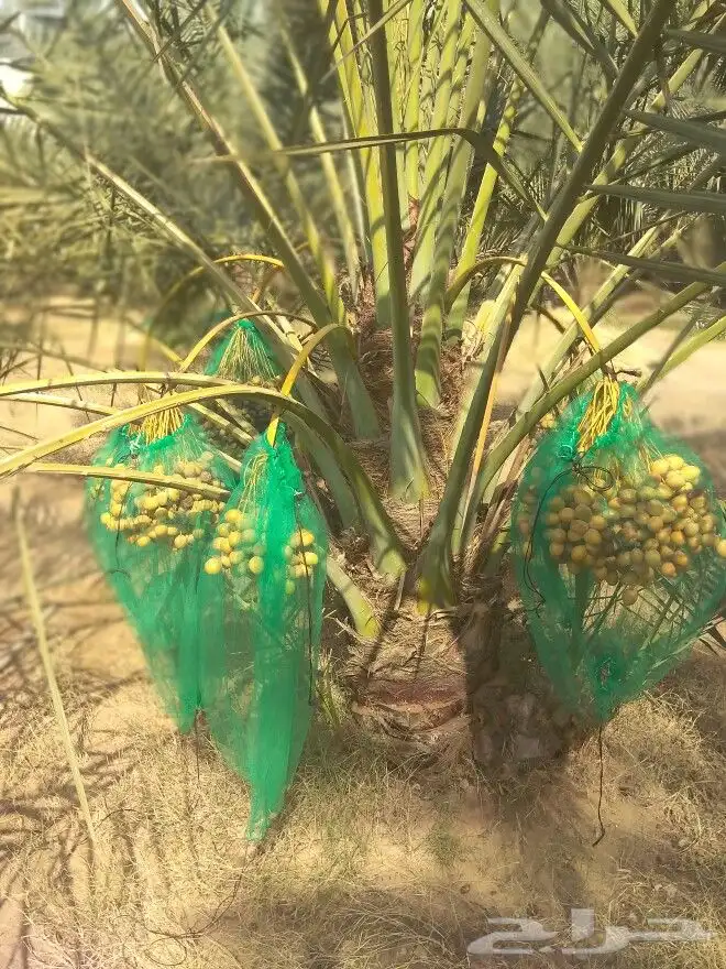 نخيل للبيع نخل مثمر مجدولي اخلاص سكري نخل واشنطني 1