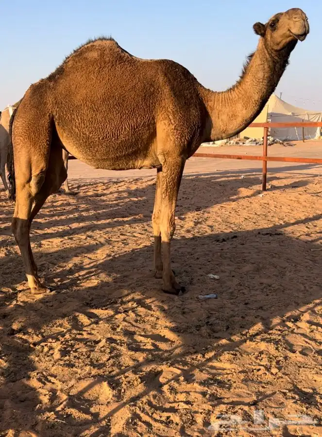 للبيع بكره صفراء طيبه 0