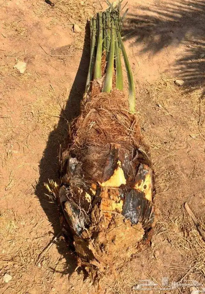 يوجد الدينا نخل مثمر جميع المقاسات متوفره اتوصل 7