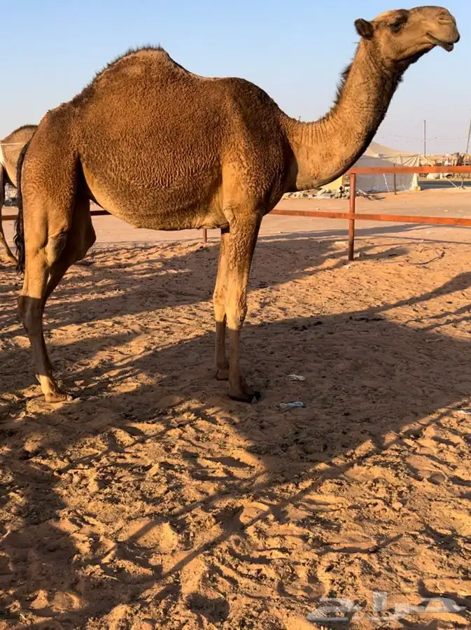 للبيع بكره صفراء طيبه 2