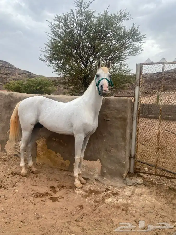 حصان شعبي 1