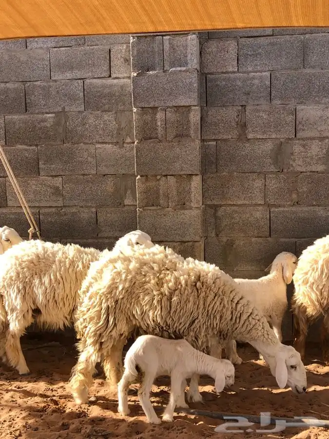 غنم حريه طيبه وسليمه من كل شي 2