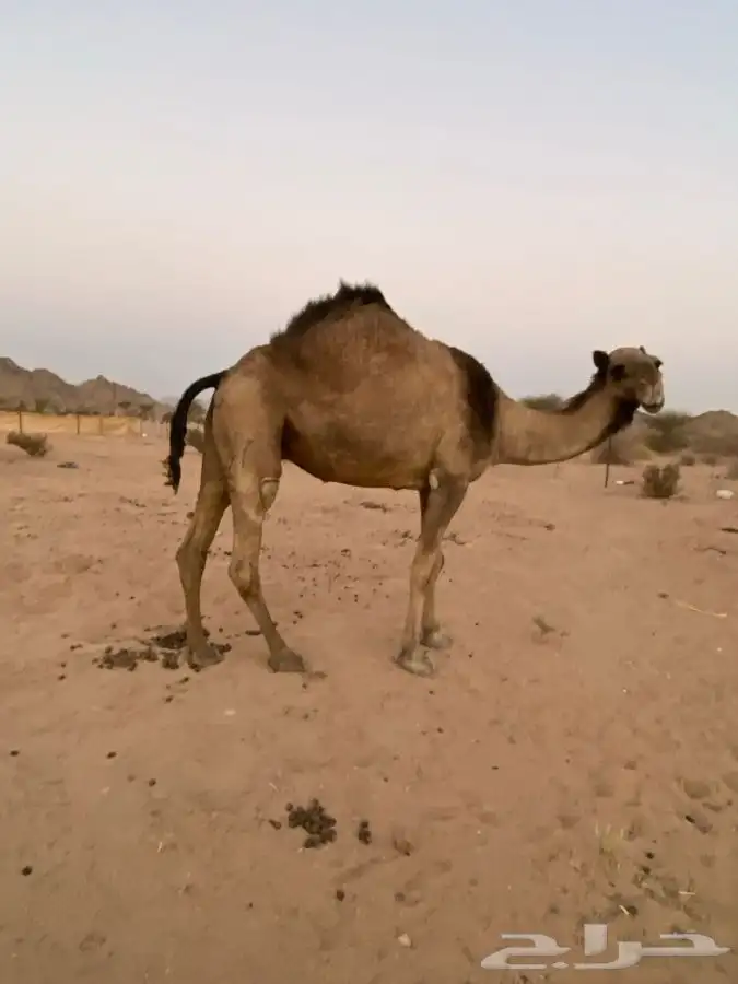 لقحه مشروطه 1