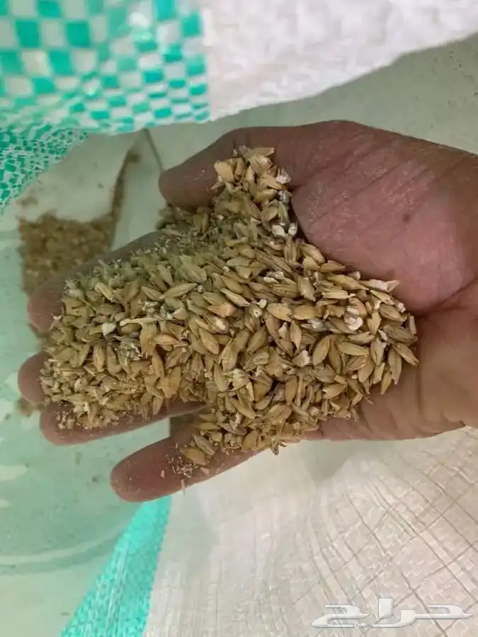 نوفر ذبائح الحفلات ولمناسبات بسعر الجملة 11