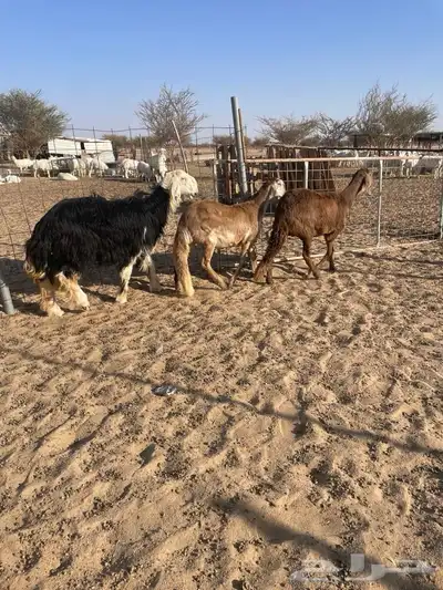 رخال سواكن نجد دفيع 0