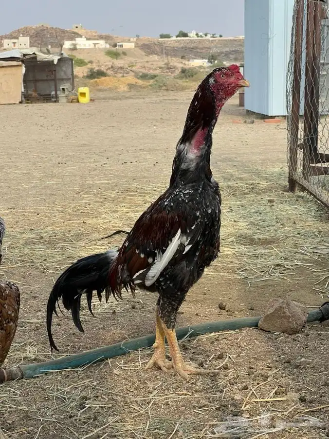 ديك بكستاني سندي بيور 0