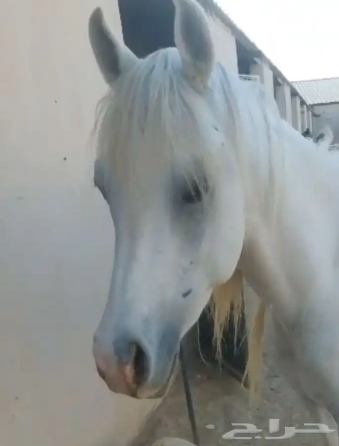 مطلوب توصيل خيل لسكاكا 0