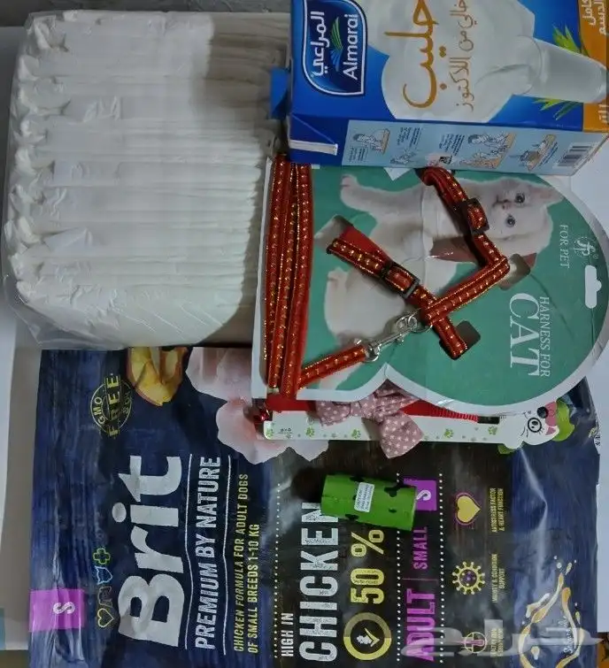 كلب بومرينيان راح الله يبارك للي شراه 5