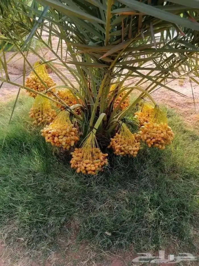نخل للبيع 1