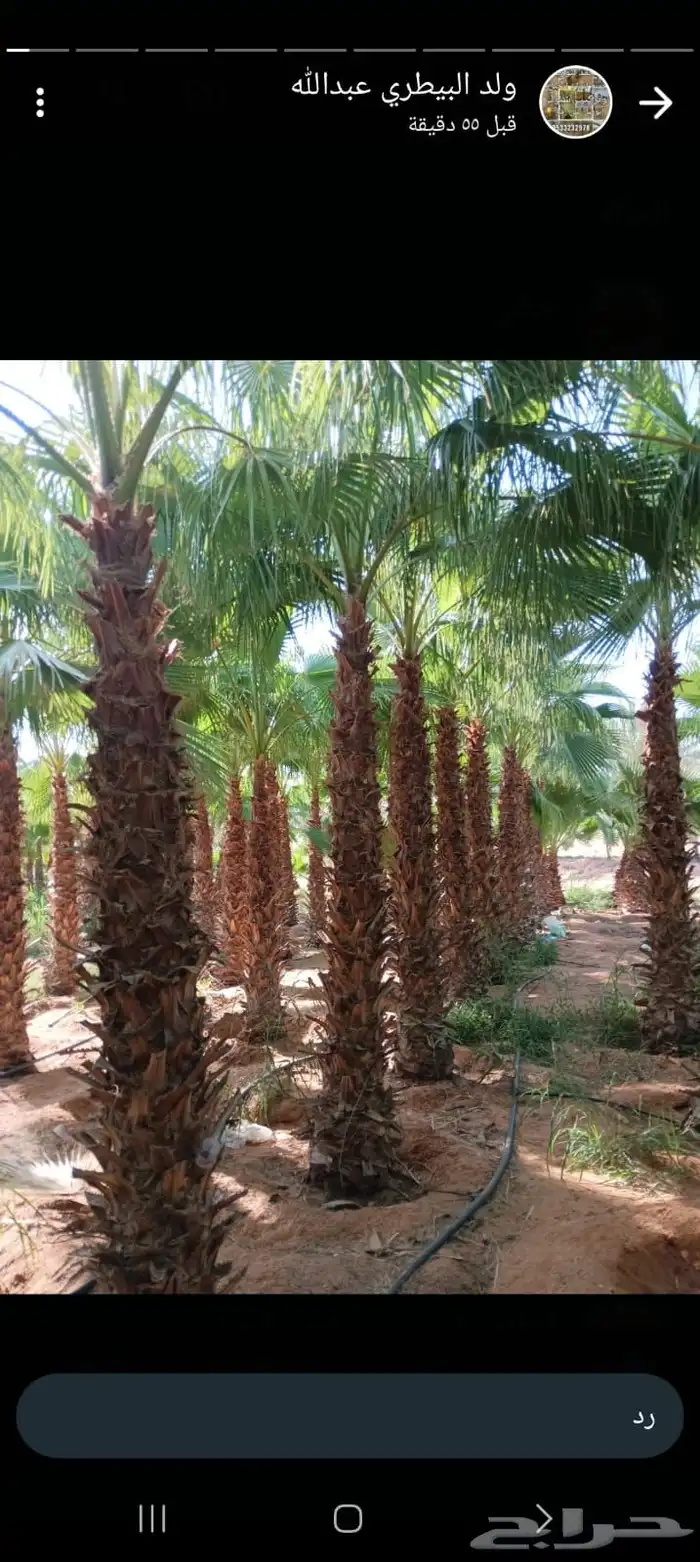 نخيل واشنطن 1