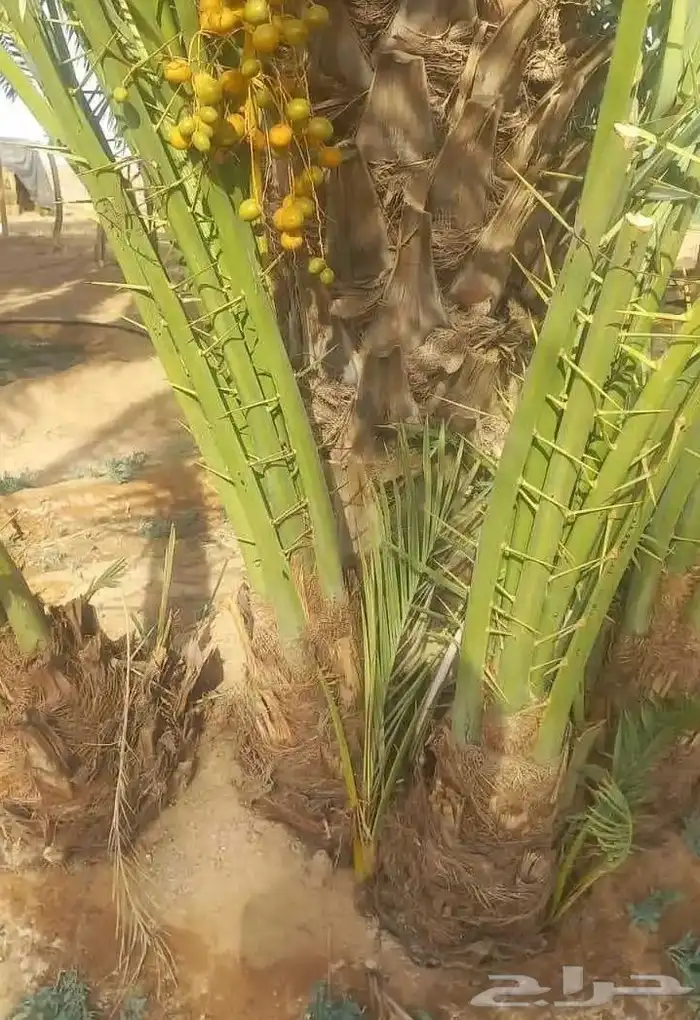 يوجد الدينا نخل مثمر جميع المقاسات متوفره اتوصل 8