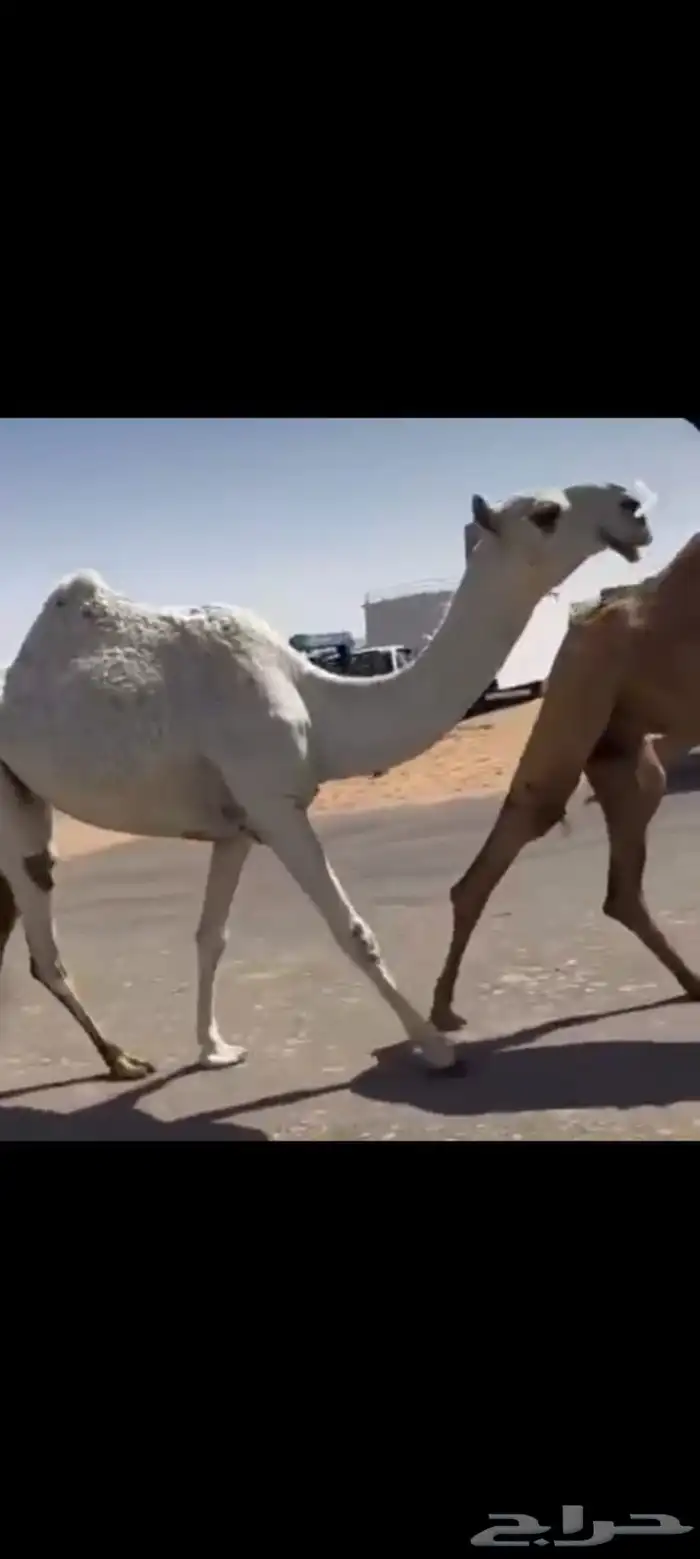 لقيه عليها سوم 22 بنت بعير فنجال الارخم 0