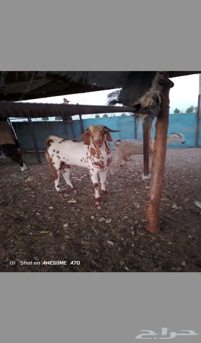 تيس اللبيع مشروط فاخر السن رباع الصحه الحمد لله على الشرط 0