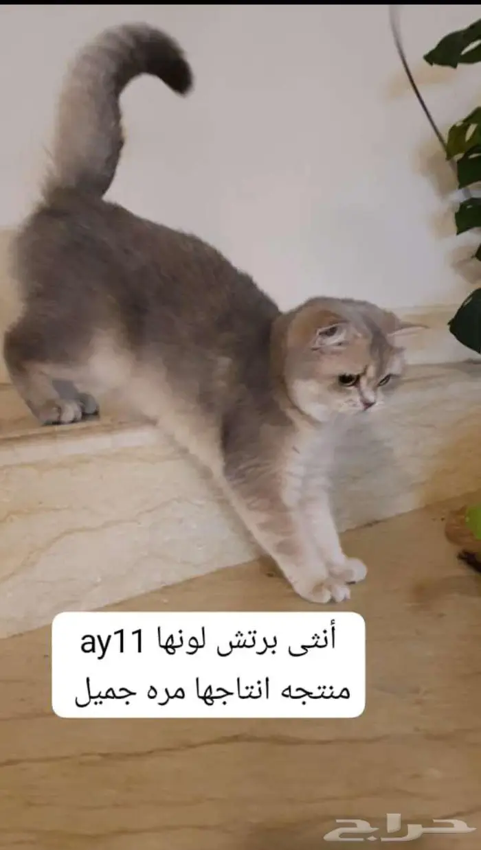 قطط مستورده للبيع 2