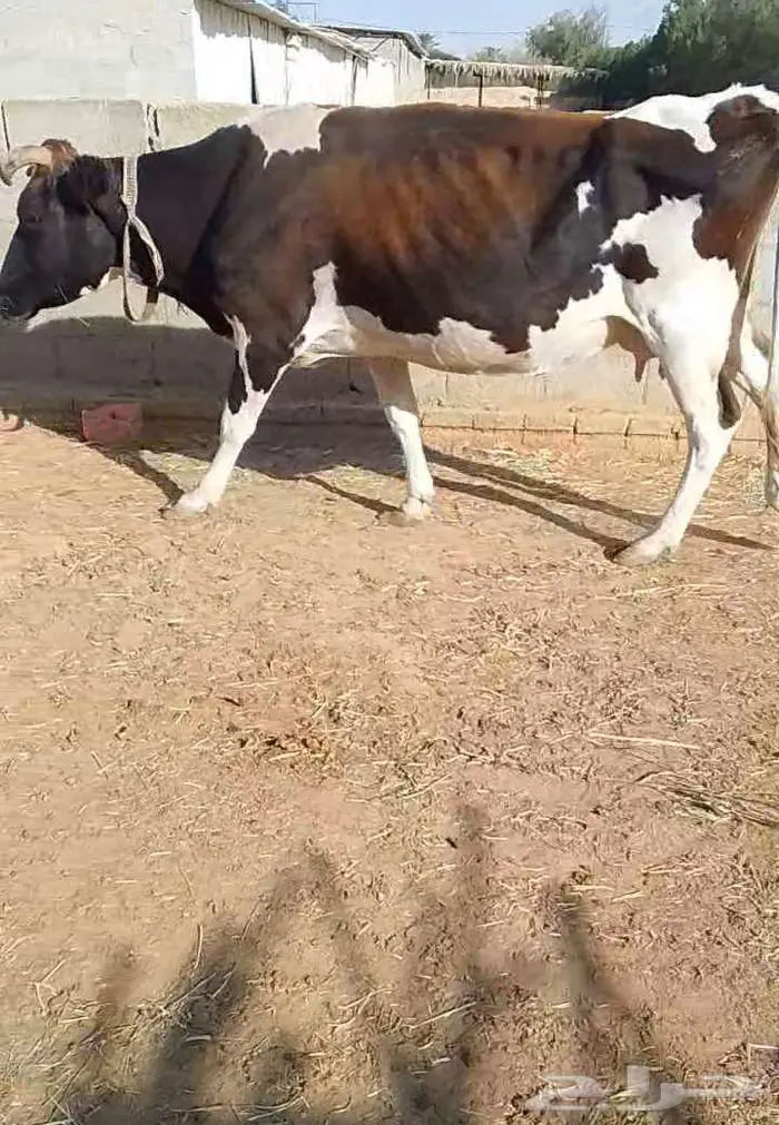 ابقار للبيع 3