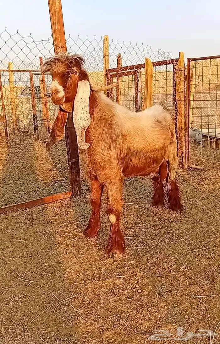 فحل عارضي اصفر 0