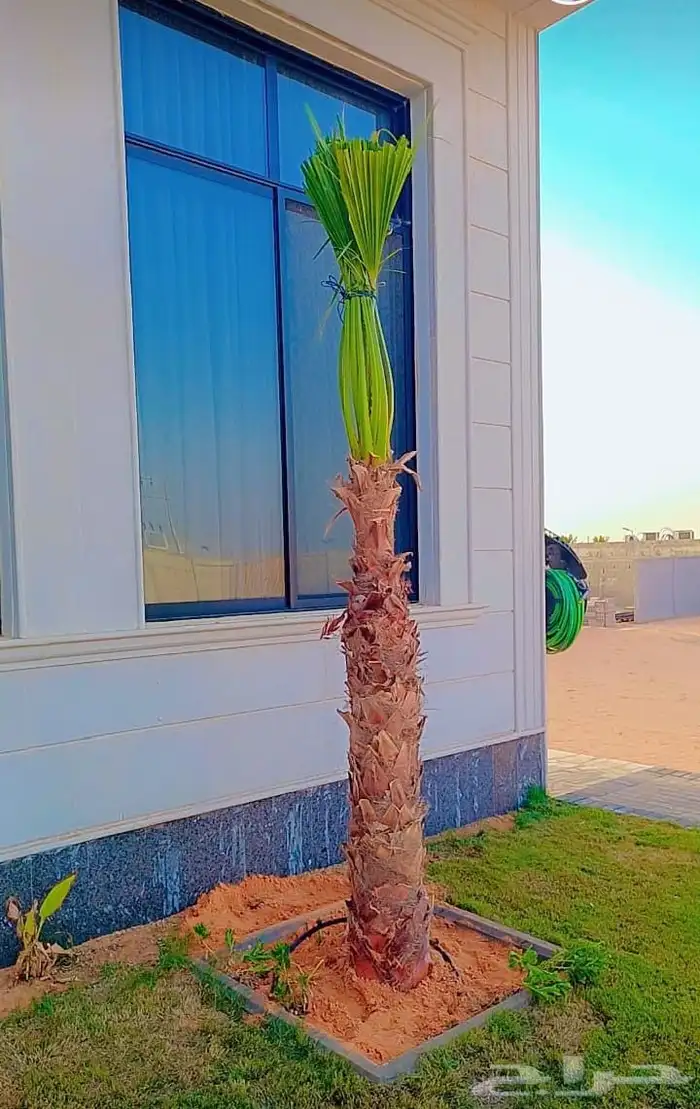 يوجد لديناء جميع انواع النخيل الزينه والعربي 2
