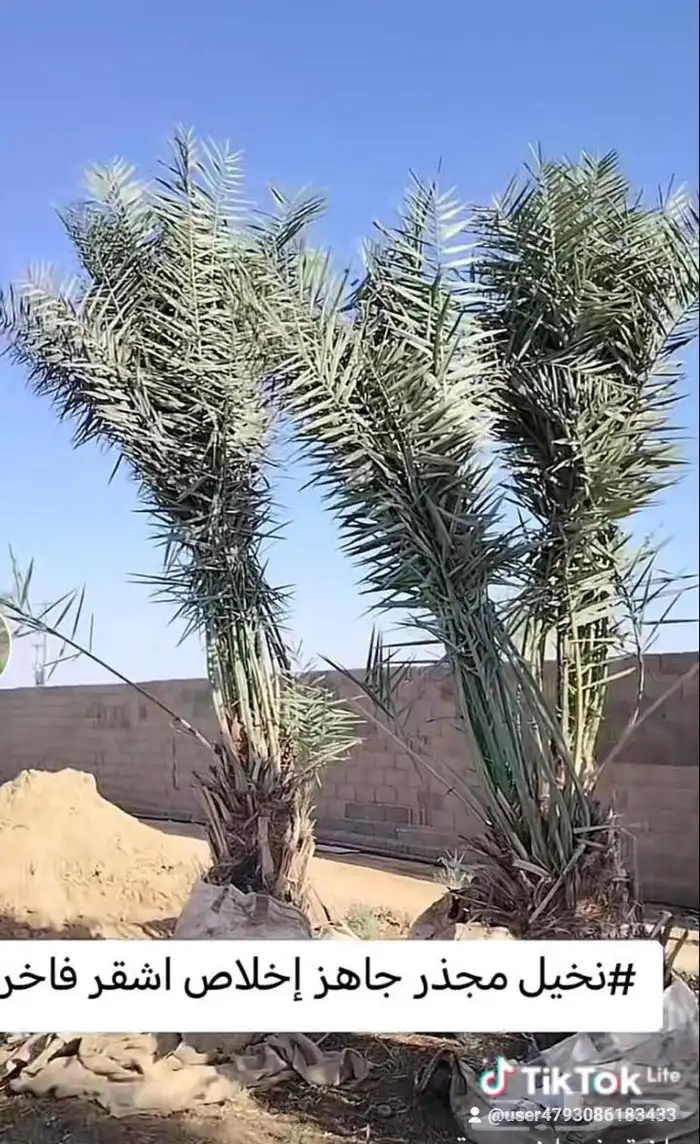 يوجد الديناجميع النواع النخيل ازينه والمثمره الجول 0