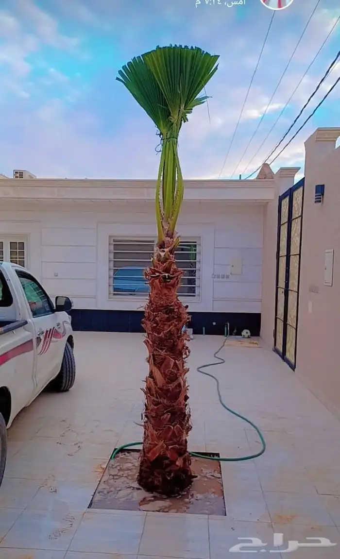 يوجد لديناء جميع انواع النخيل الزينه والعربي 0