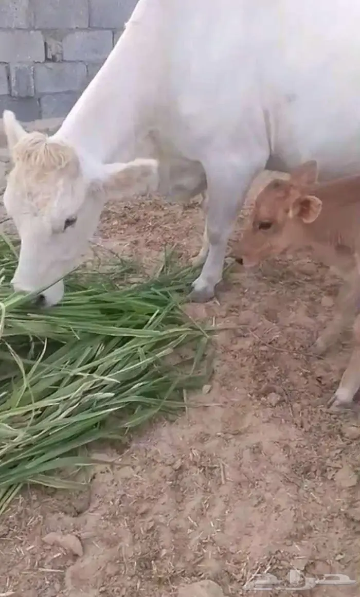ابقار للبيع 2