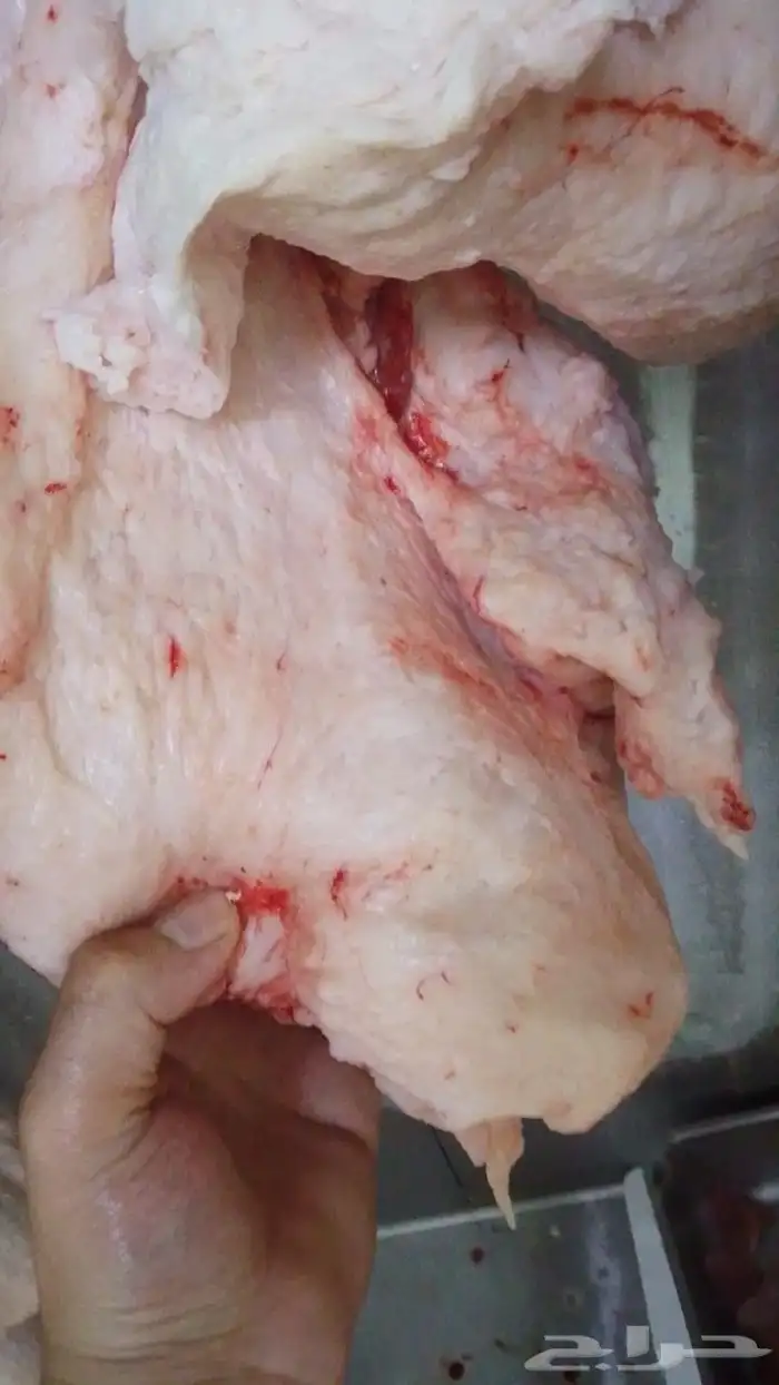 متوفر لي يا نعيمي طازه اطراف كامله 0