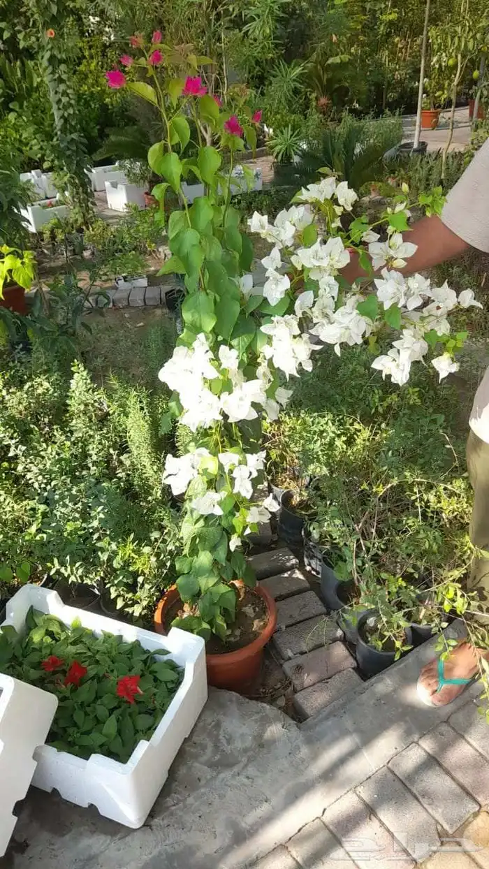 مزارع ومنسق حدائق 1