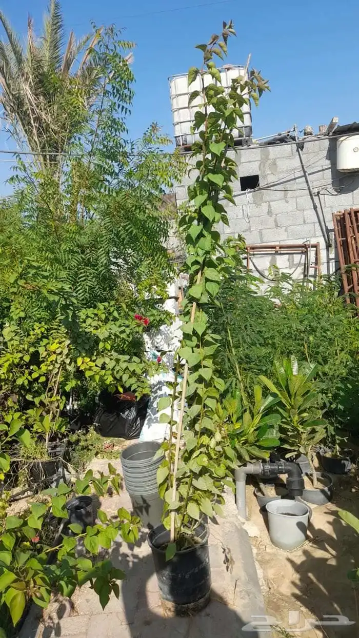 مزارع ومنسق حدائق 0