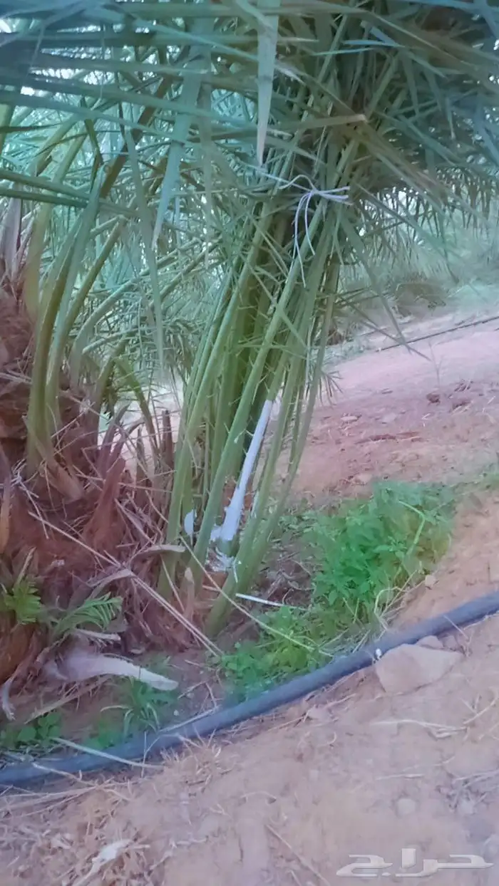 نخل للبيع جميع الاحجام متوفره درجه اولى توريد وزراعه 3