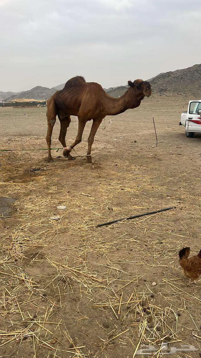 مطلوب جمل أحمر (على الحول) 1