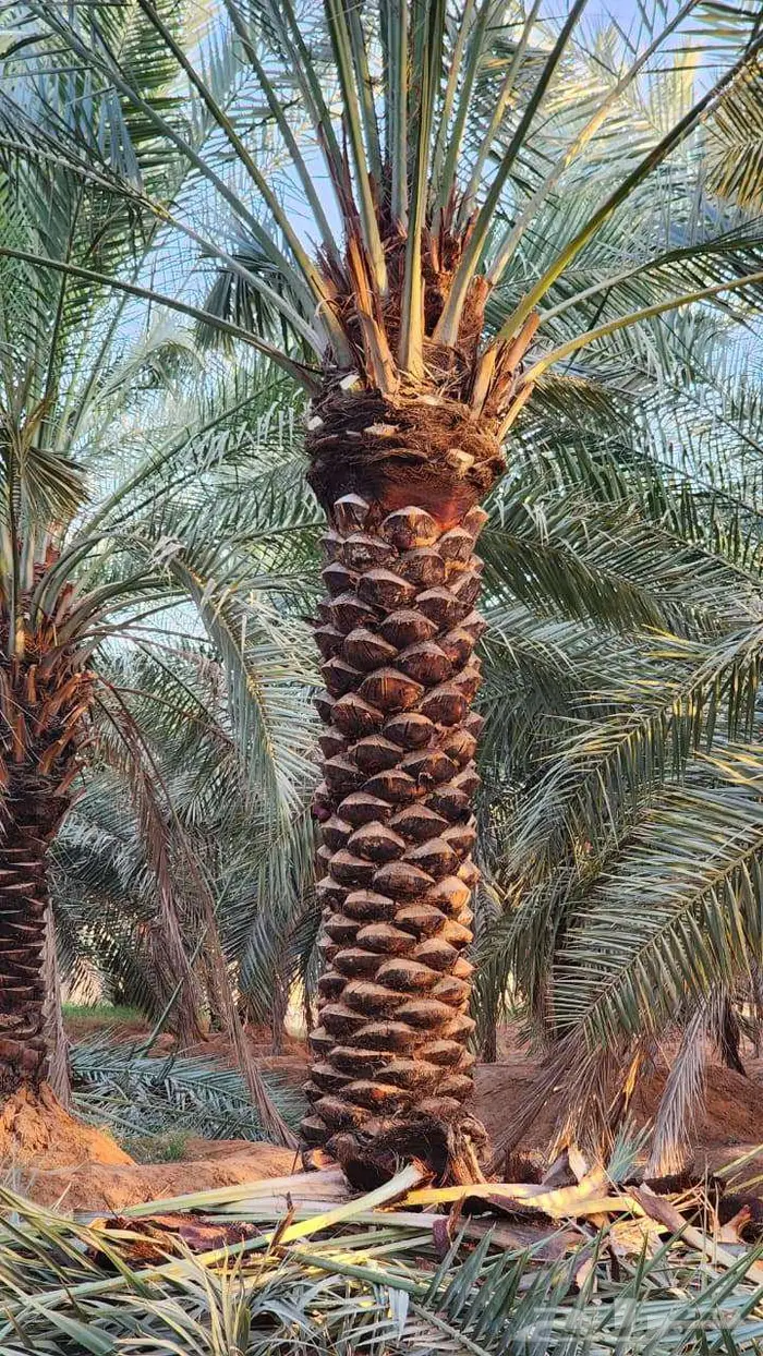 نخيل البيع الرياض الدرعيه الخرج الدلم الحاير حوطة بني تميم 1