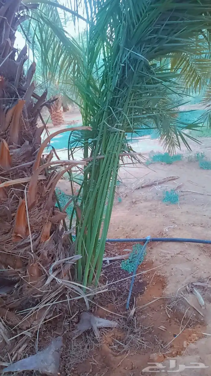 نخل للبيع جميع الاحجام متوفره درجه اولى توريد وزراعه 4