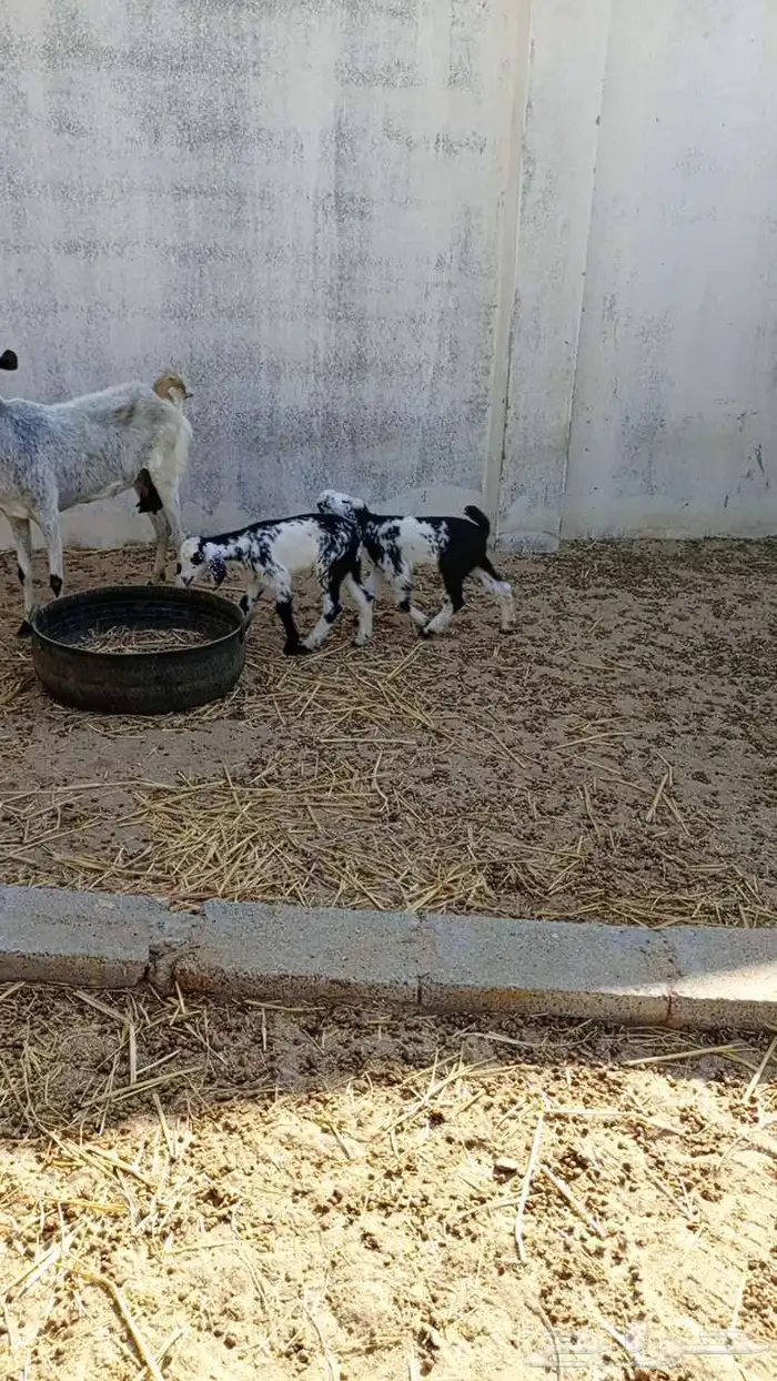 عنز بيشية متاومه 2