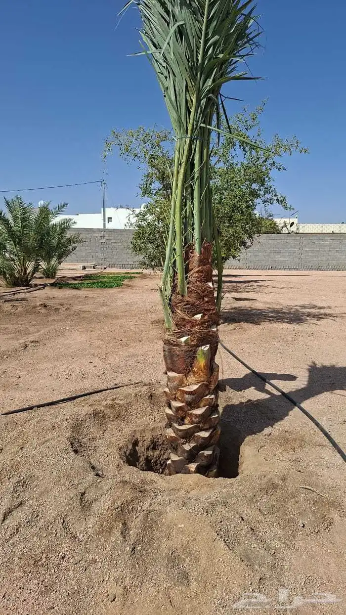 يوجد لدينا جثايث للبيع 3