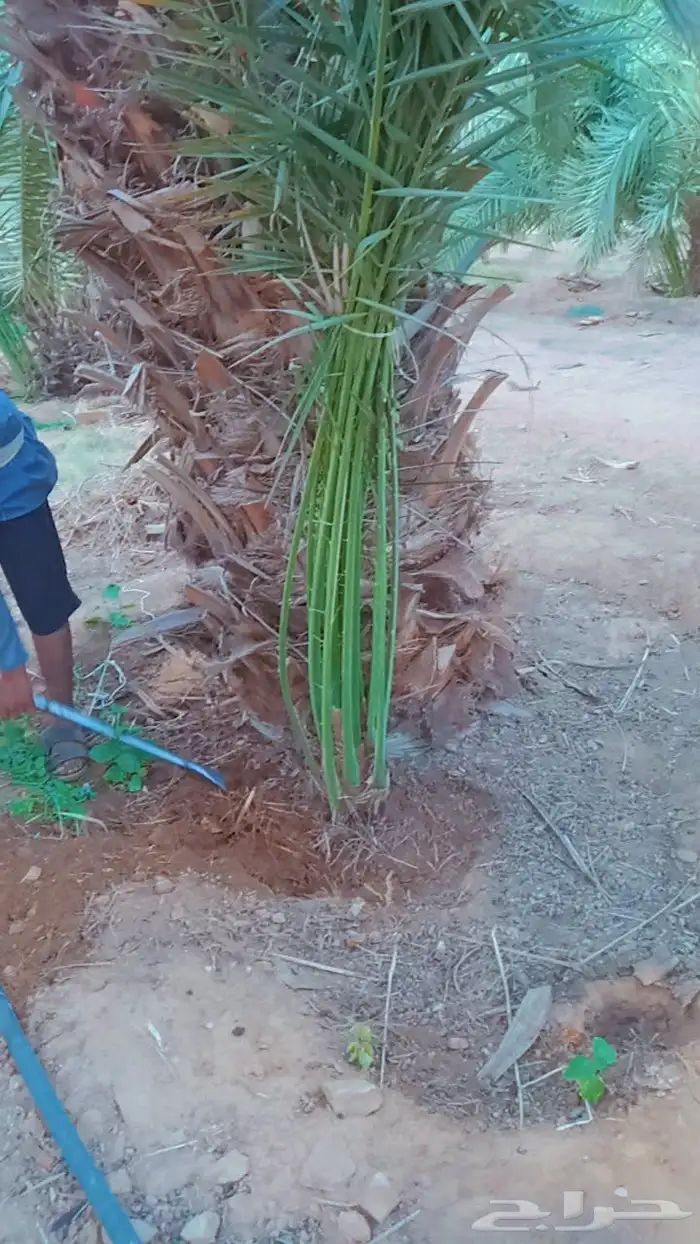 نخل للبيع جميع الاحجام متوفره درجه اولى توريد وزراعه 6