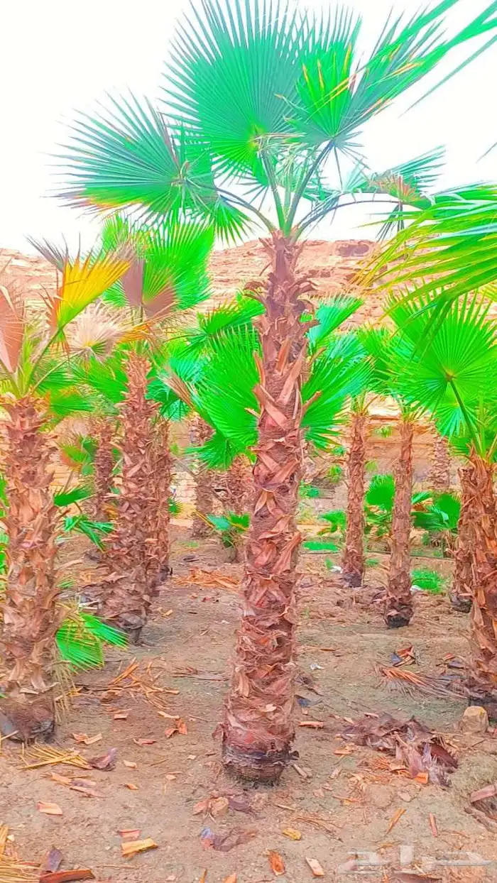 يوجد لديناء جميع انواع النخيل الزينه والعربي 4