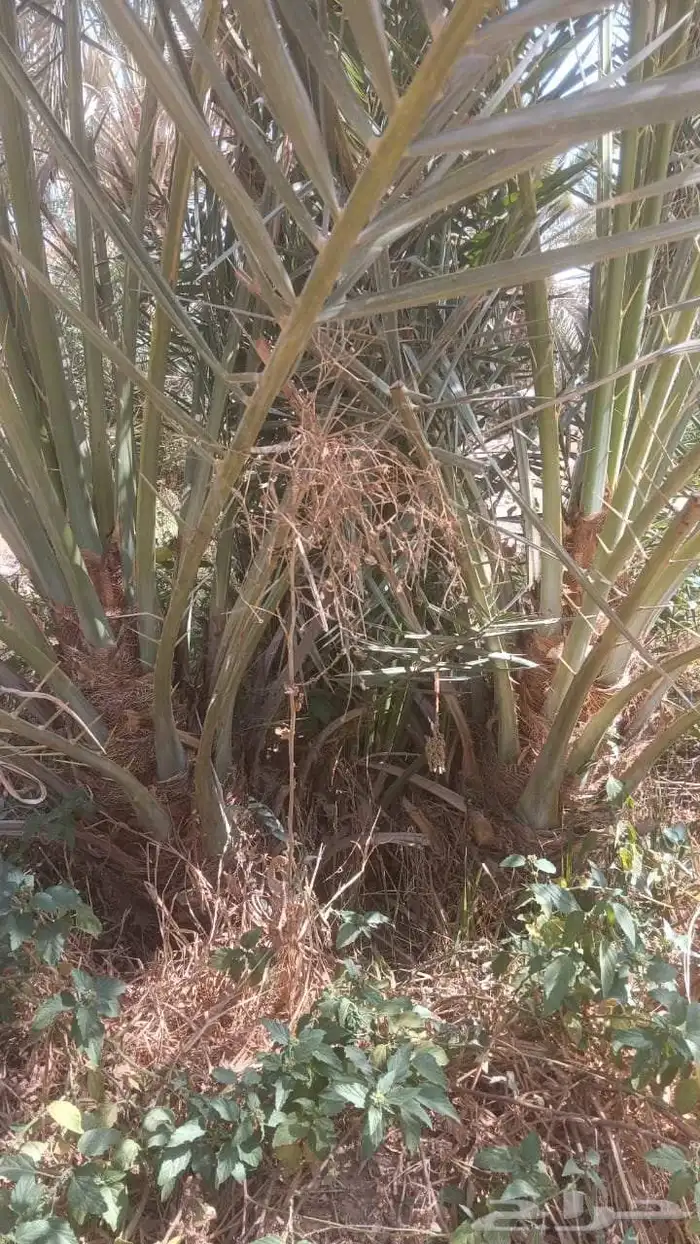 نخيل مثمر للبيع صقعي سكري اخلاص هلالي مجدوله شيشي خضري 1