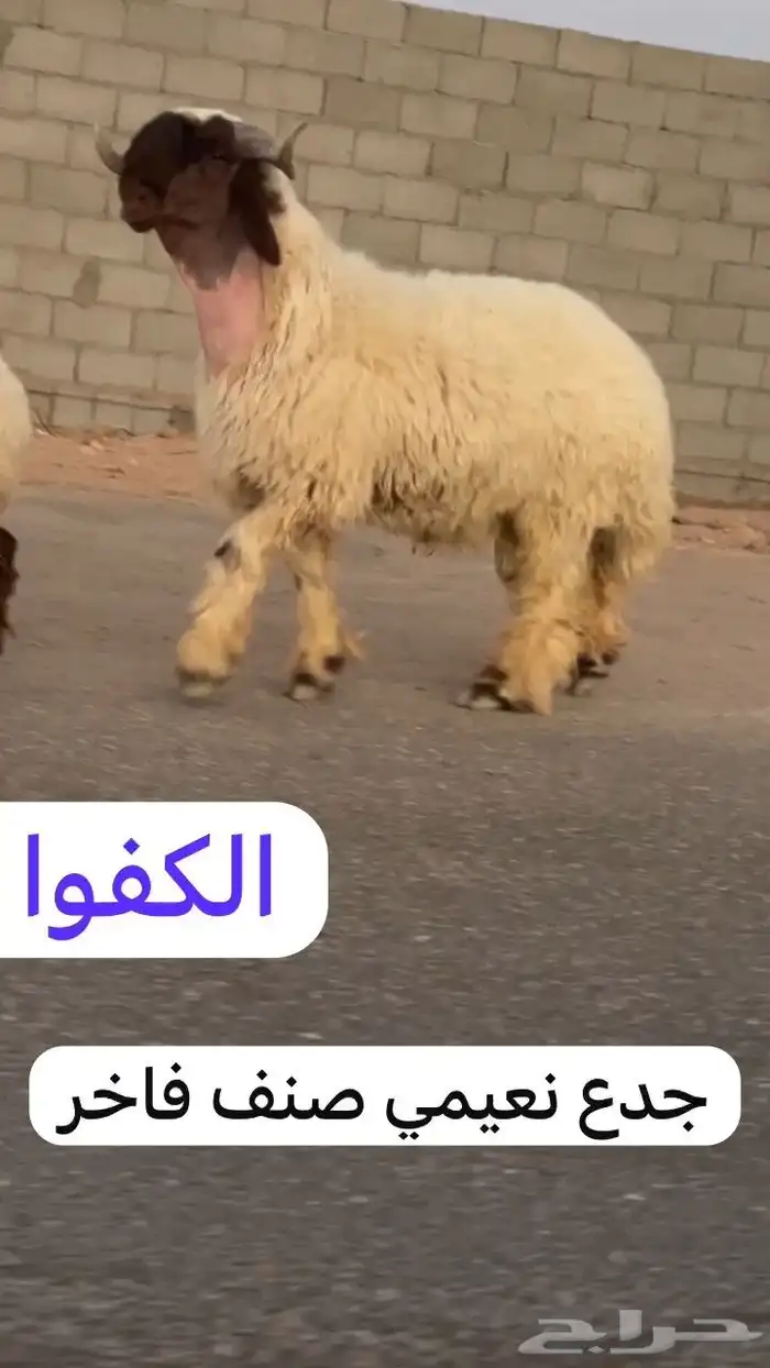 جدعان نعيم صنف فاخر للبيع 1