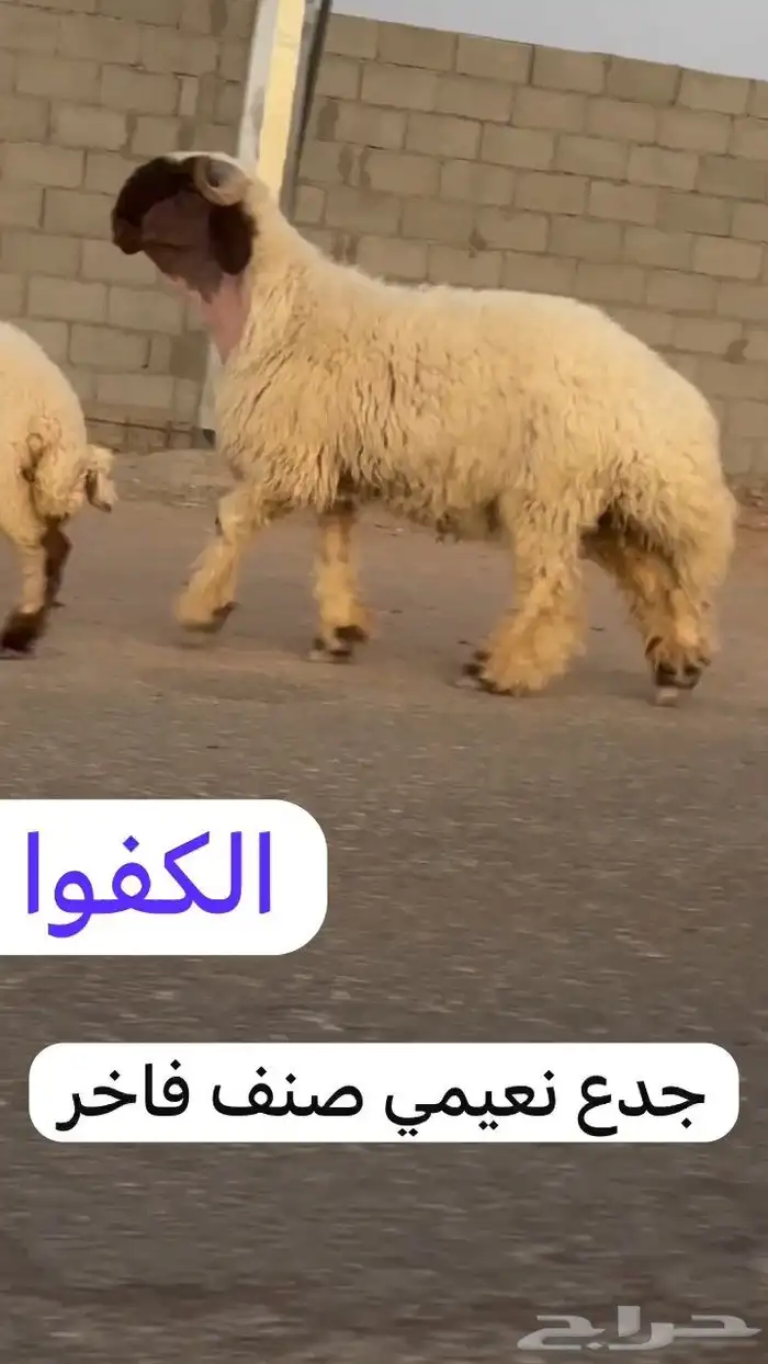 جدعان نعيم صنف فاخر للبيع 2
