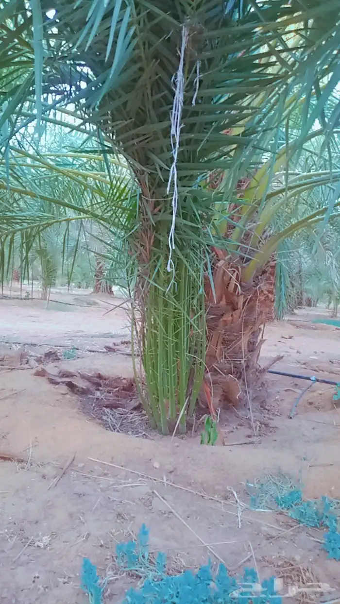 نخل للبيع جميع الاحجام متوفره درجه اولى توريد وزراعه 5