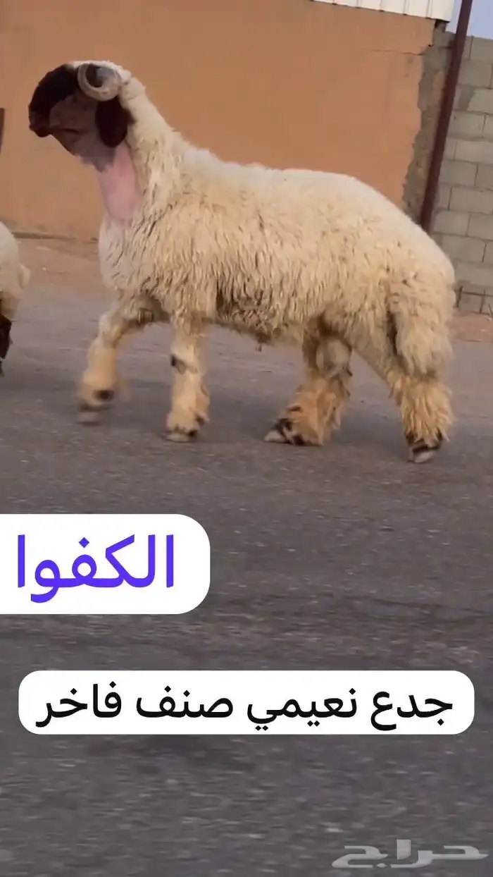 جدعان نعيم صنف فاخر للبيع 4