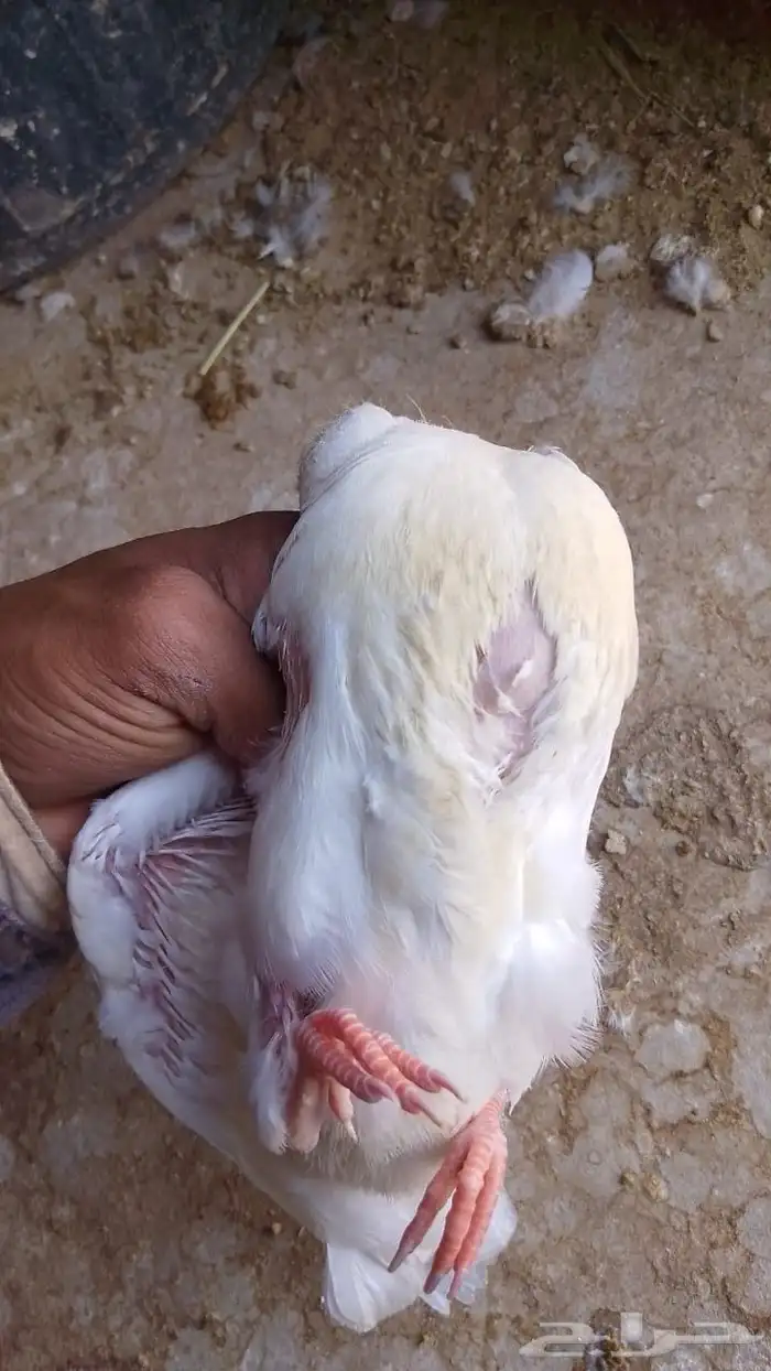 حمام فرنسي لاحم 1