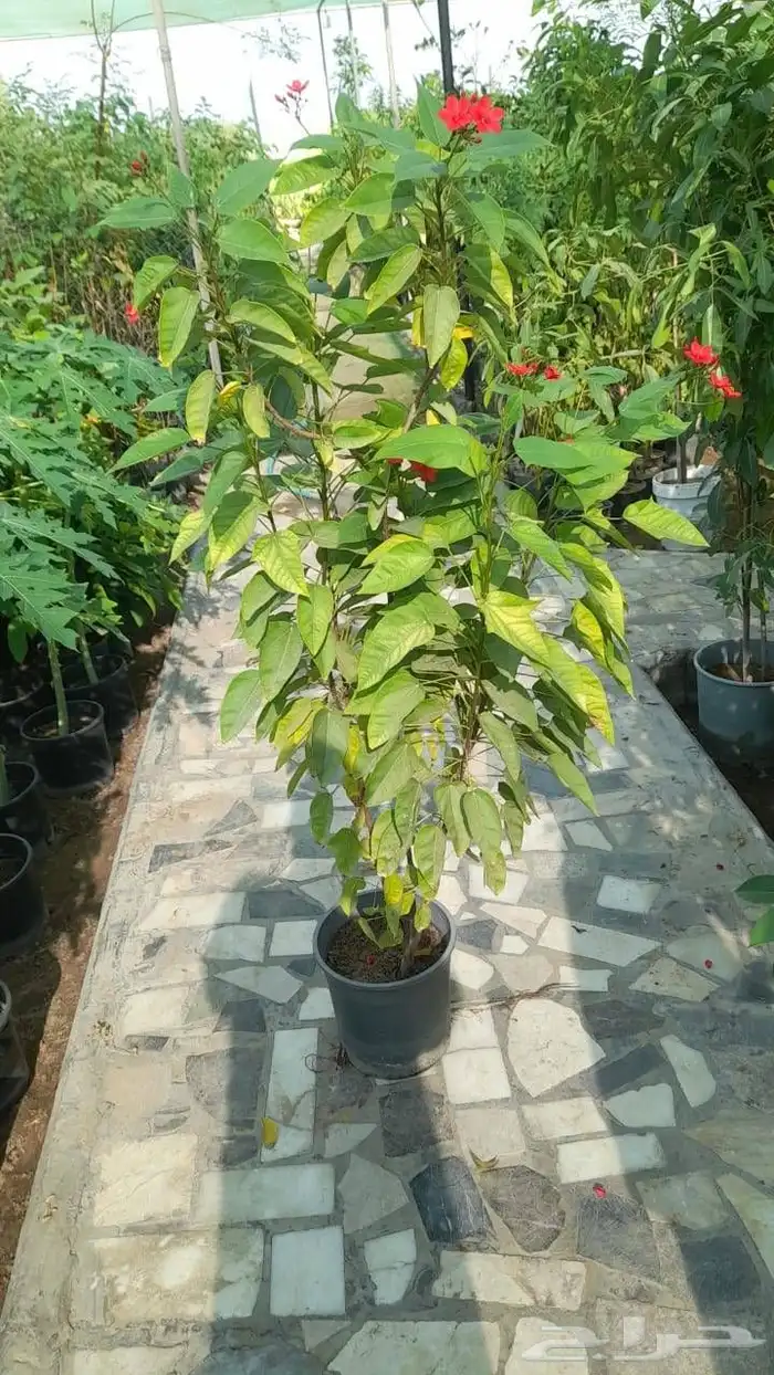 مزارع ومنسق حدائق 2